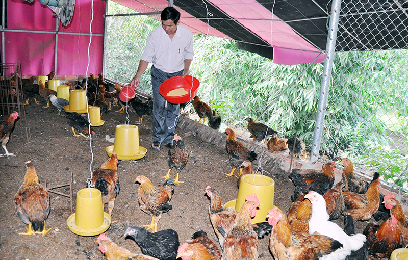 Trang trại nuôi gà của gia đình ông Đồng Xuân Tài, Bí thư Chi bộ thôn Đồng Tâm.