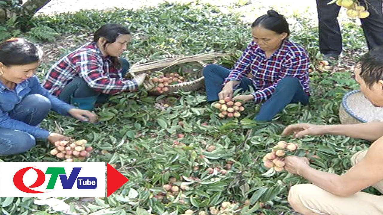 Dân Bình Khê, Đông Triều "khóc ròng" vì vải mất mùa