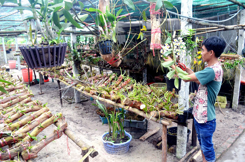 Anh Phạm Văn Quyên, thôn Hồng Hải, xã Đồng Tiến cắt tỉa các giò hoa lan phục vụ khách du lịch.