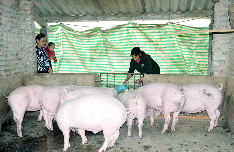 Năm 2015 chị Bế Thị Sinh, thôn Trung Lương, xã Tràng Lương (TX Đông Triều) đã thoát nghèo từ chăn nuôi lợn.