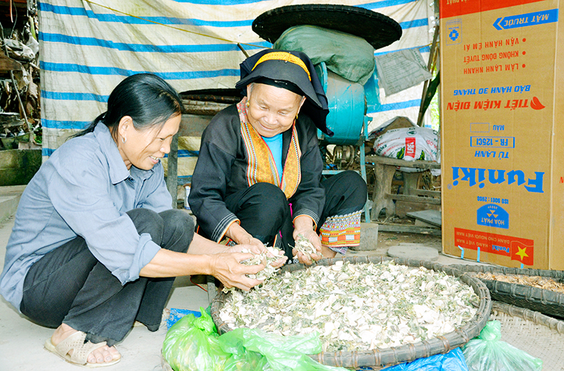 Bà Triệu Thị Hai (thôn Tân Ốc 2, xã Đồng Sơn, huyện Hoành Bồ) dạy con dâu về các bài thuốc nam truyền thống của người Dao.