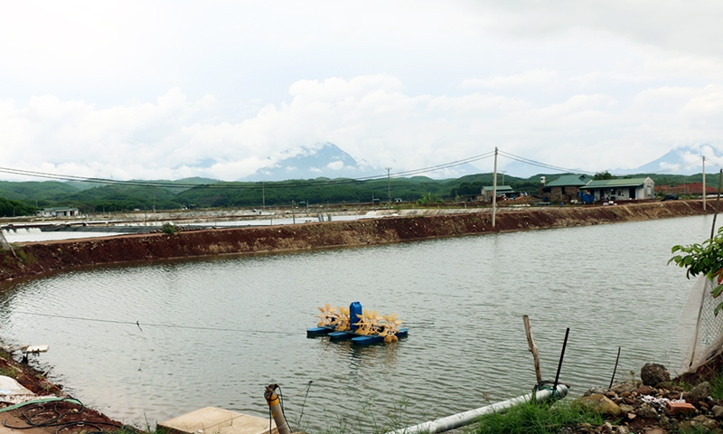 Vùng nuôi tôm công nghiệp tập trung tại thôn Hà Tràng Đông được coi là hướng phát triển mới ở Đông Hải.