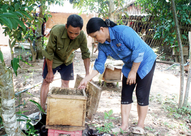 Vợ chồng chị Đinh Thị Hiền, thôn Loỏng Toỏng, xã Thanh Sơn (Ba Chẽ) kiểm tra đàn ong của gia đình.