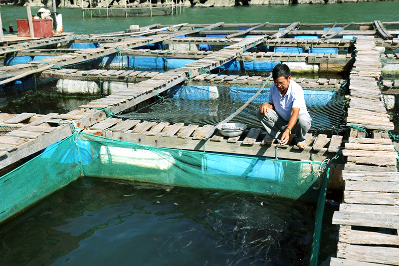 HTX Nuôi trồng thủy sản Vân Hải Vân Đồn Hướng đến sản phẩm sạch  Báo  Quảng Ninh điện tử