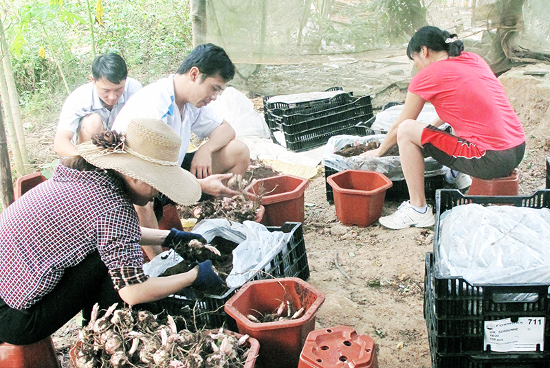 Nông dân vùng hoa Đồng Chè (huyện Hoành Bồ) xử lý củ hoa ly trước khi trồng. Ảnh: Nguyễn Trí (Trung tâm Khuyến nông tỉnh)