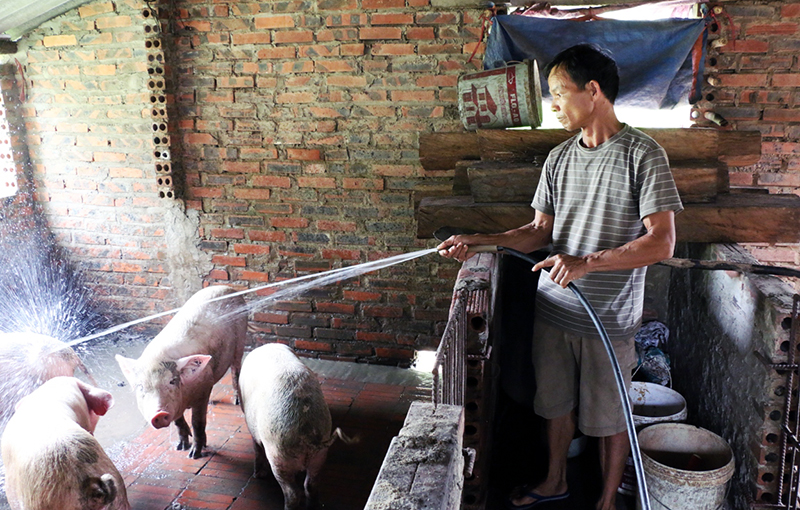 Nhờ được tiêm phòng kịp thời, đàn lợn nuôi còn lại của gia đình ông Trần Văn Tỉnh (thôn 1, xã Bằng Cả, huyện Hoành Bồ) đã thoát khỏi dịch bệnh.
