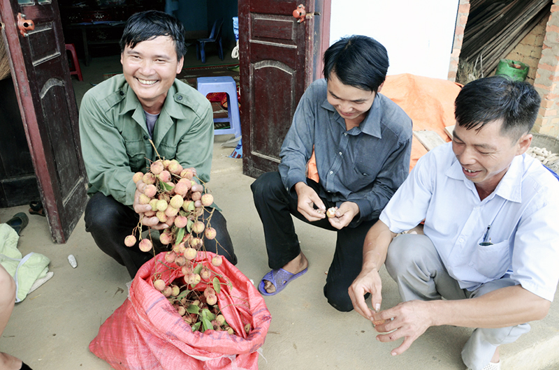 Vải của gia đình anh Chíu Chăn Sống, xóm Khe Coóc, thôn Khe Bốc, xã Tình Húc, huyện Bình Liêu chỉ để dùng vì vận chuyển đi bán quá khó khăn.
