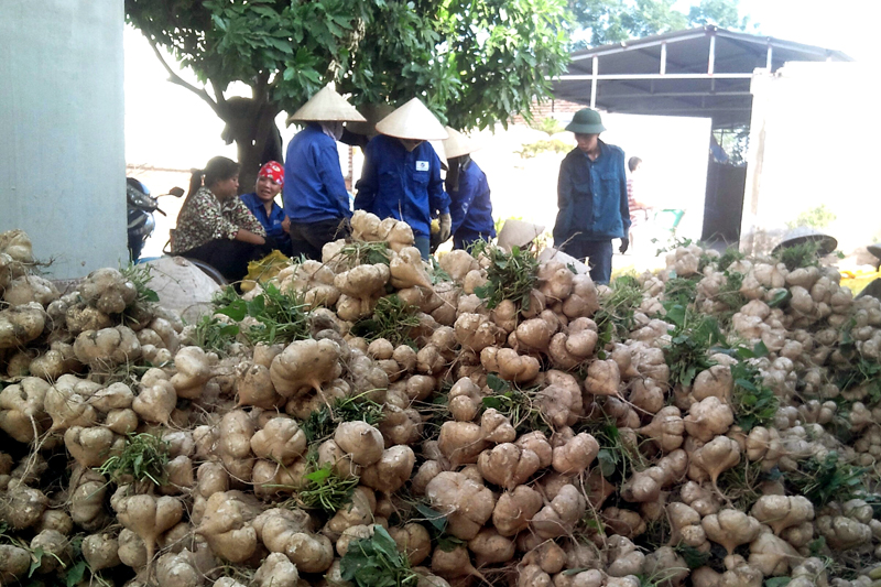 Trồng củ đậu mang lại thu nhập cao hơn trồng lúa cho người dân xã Bình Khê.