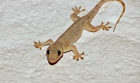 Thạch s&ugrave;ng: chữa hen suyễn, co giật - B&aacute;o Quảng Ninh điện tử