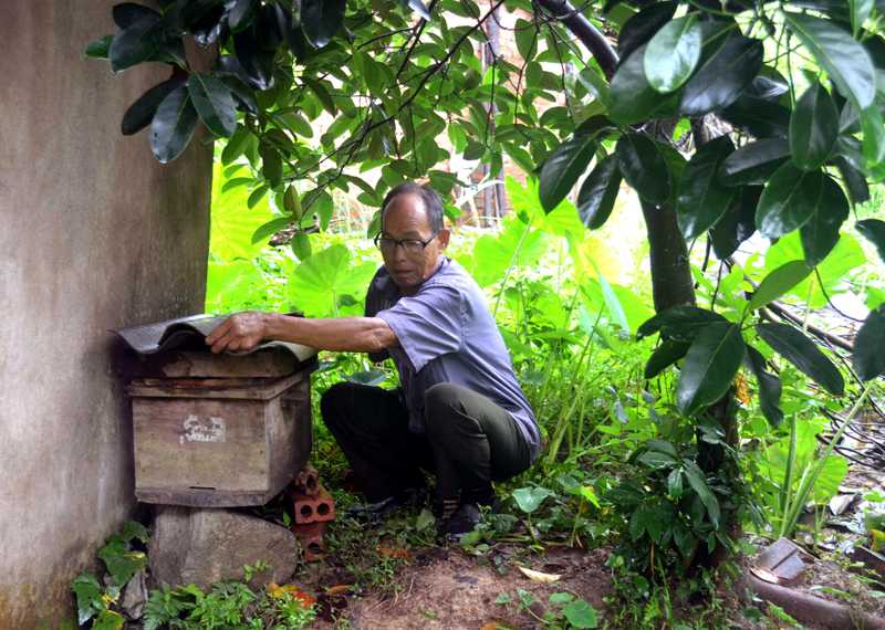 Ông Trần Văn Liềng là người nuôi ong giỏi của xã Đại Dực.