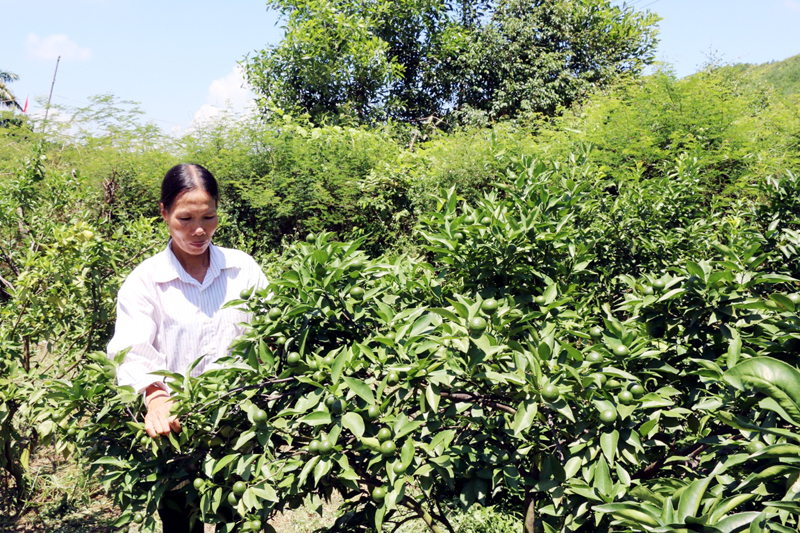 Mô hình trồng cam của gia đình bà Lê Thị Bảy (thôn 10/10, xã Vạn Yên) đem lại thu nhập cao cho gia đình.