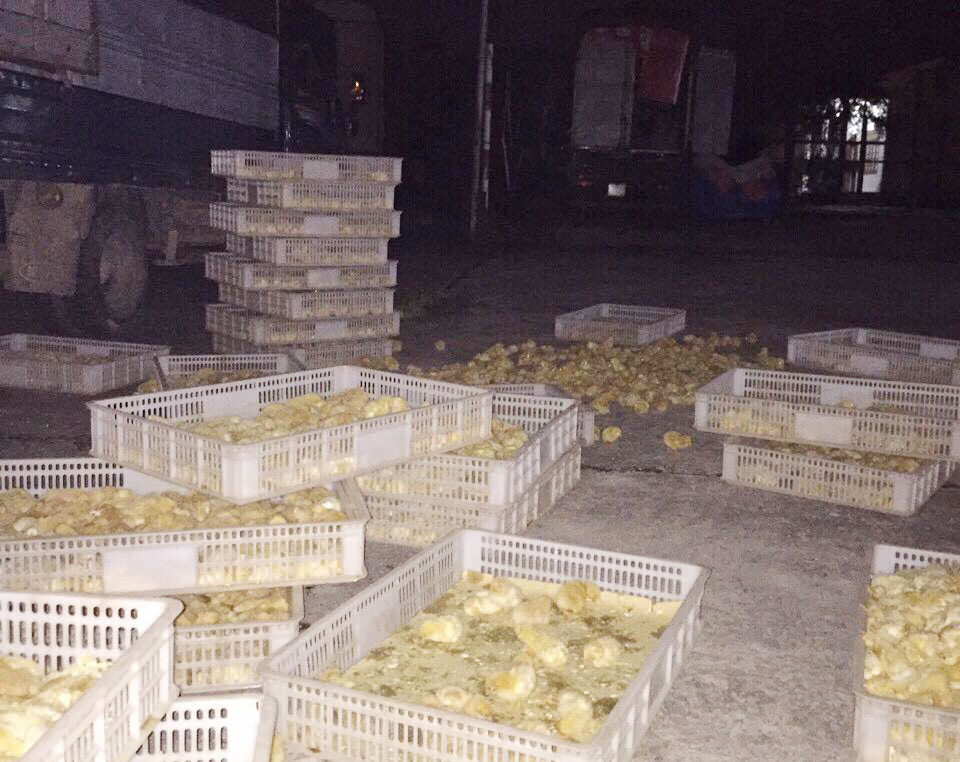 Tang vật vi phạm là 18.000 con gà giống nhập lậu từ Trung Quốc bị lực lượng Hải quan bắt giữ, xử lý vi phạm