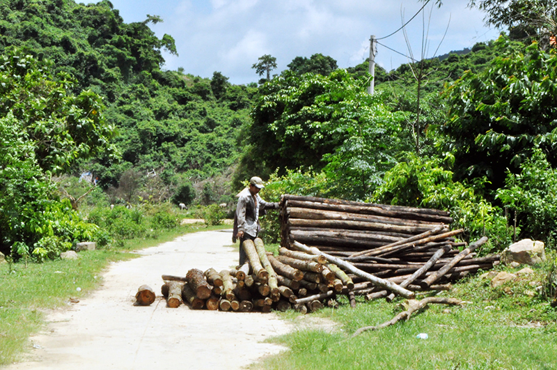 Người dân xã Bản Sen thu hoạch gỗ rừng trồng.