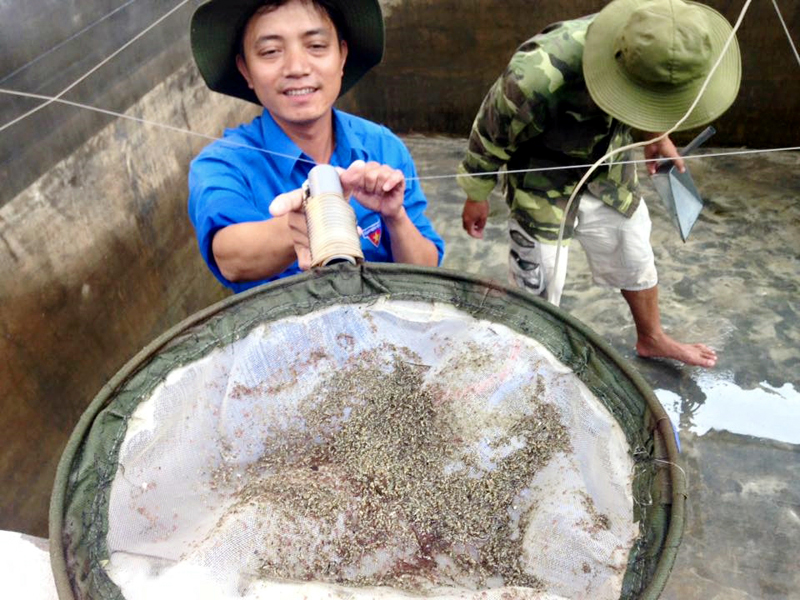 Kỹ sư Trung tâm KHKT và Sản xuất giống thuỷ sản Quảng Ninh kiểm tra ốc giống tại trại sản xuất giống.