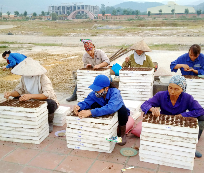 Công nhân của VinEco (Tập đoàn VinGroup) gieo các loại cây giống tại Khu nông nghiệp ứng dụng công nghệ cao VinEco Quảng Ninh tại TX Đông Triều. 