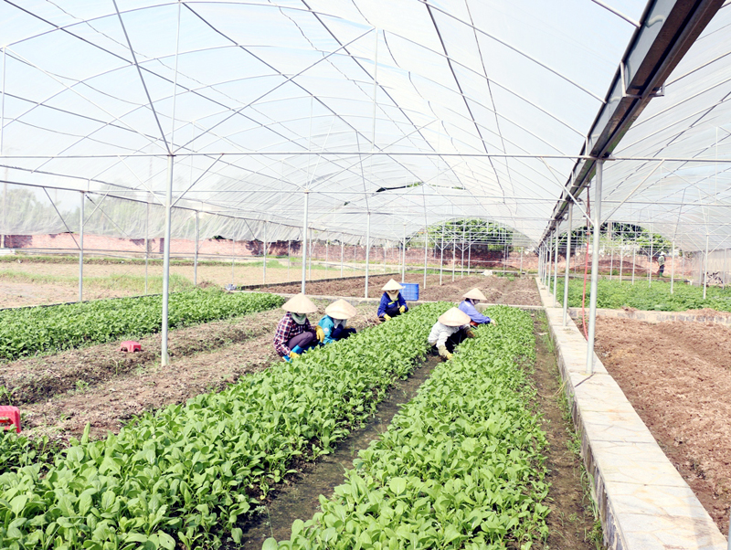 Mô hình sản xuất rau an toàn trong nhà lưới của Công ty Việt Long 6 tại TX Quảng Yên.