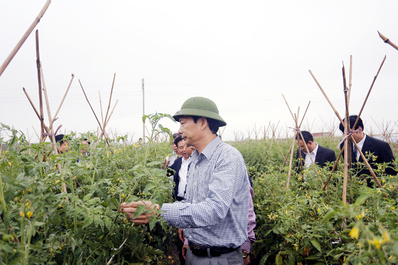 Bí thư Tỉnh ủy Nguyễn Văn Đọc thăm mô hình sản xuất nông nghiệp chất lượng cao của Tập đoàn Vingroup tại TX Đông Triều.