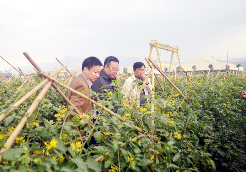 Khu vực trồng cà chua bi tại Khu nông nghiệp công nghệ cao VinEco Quảng Ninh (TX Đông Triều).