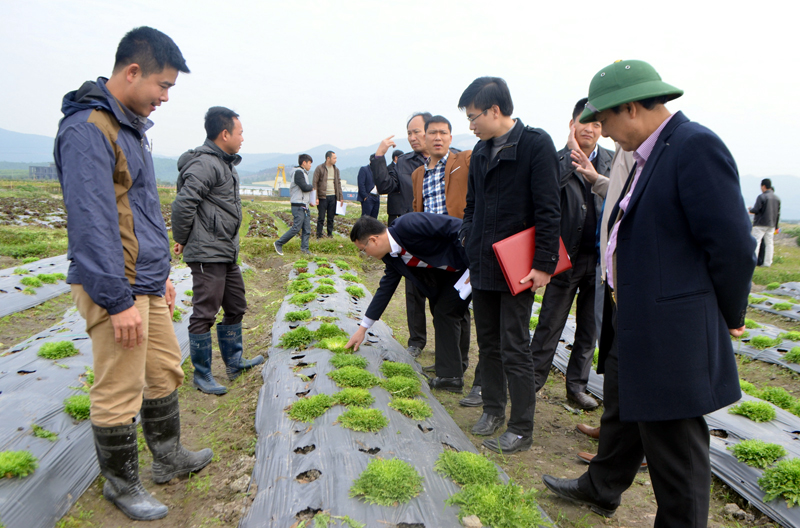 Dự án Khu nông nghiệp ứng dụng công nghệ cao VinEco Quảng Ninh do Công ty TNHH Đầu tư sản xuất và Phát triển nông nghiệp VinEco (Tập đoàn VinGroup) đầu tư trên diện tích hơn 40ha ở xã Hồng Thái Tây, hướng tới cung cấp nông sản sạch cho Hạ Long và các vùng lân cận.