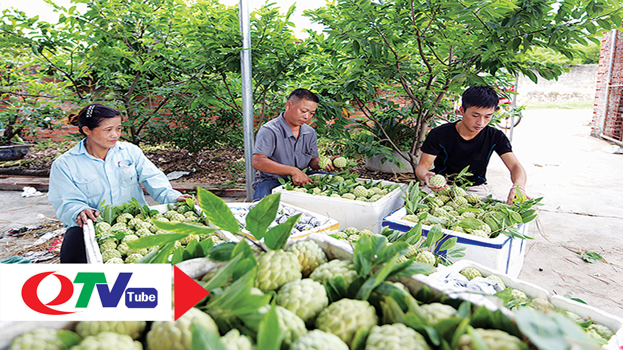 Na dai Đông Triều "trúng" mùa, ổn giá