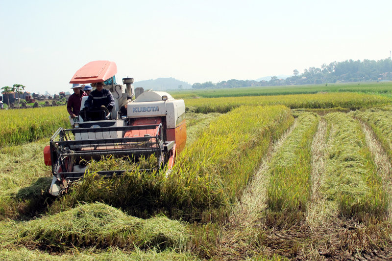 Thu hoạch lúa mùa bằng máy gặt liên hợp tại xã chuẩn nông thôn mới Hồng Phong (TX Đông Triều).