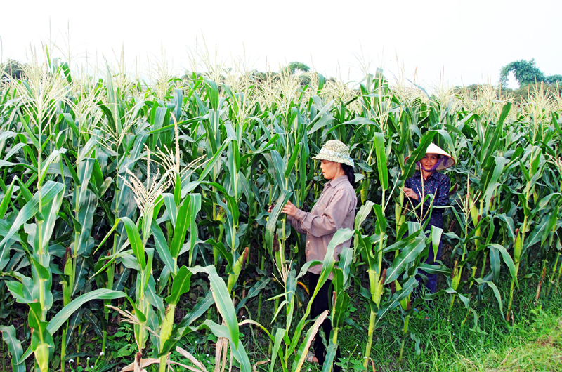 Mô hình ngô nếp tại xã Bình Khê (TX Đông Triều) cho thu nhập cao hơn so với trồng lúa trước đây.