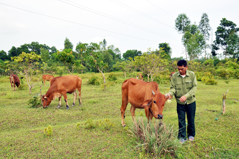 Ông Chu Quang Việt dốc sức chăm sóc đàn bò, hy vọng đến cuối năm 2017 sẽ giao hết cho các đồng đội có hoàn cảnh khó khăn.