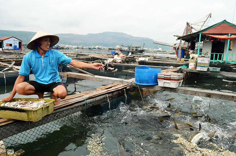 Ngày 15/8, toàn bộ cá giò tại các ô lồng nuôi của hộ anh Lê Khắc Xin khu vực Bến Do, hộ có hiện tượng chết rải rác trước đó, đều sống bình thường, khỏe mạnh.