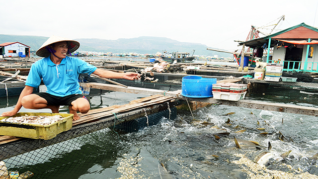 Người nuôi cá lồng bè cần đảm bảo mật độ và vệ sinh ô lồng