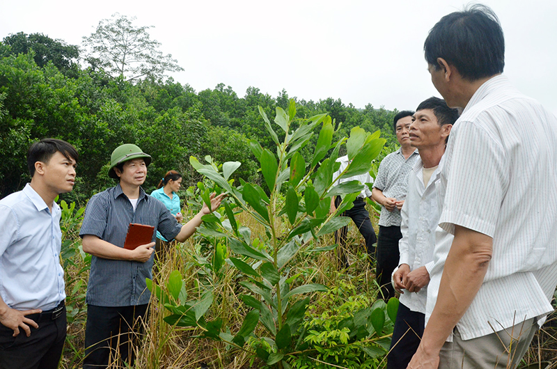 Cán bộ HND tỉnh và Ban Dân tộc tỉnh kiểm tra mô hình trồng cây keo của gia đình ông Trịnh Xuân Thành (thôn Khe Mười, xã Đồn Đạc, huyện Ba Chẽ).