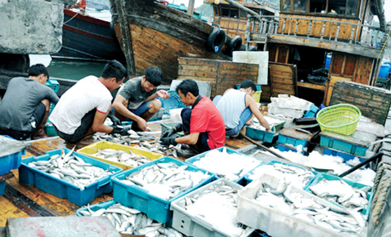 Các tàu khai thác tuyến khơi của Vân Đồn mang về lượng hải sản lớn và giá trị. Trong ảnh: Ngư dân phân loại cá trước khi đưa ra thị trường. Ảnh: Cao Quỳnh