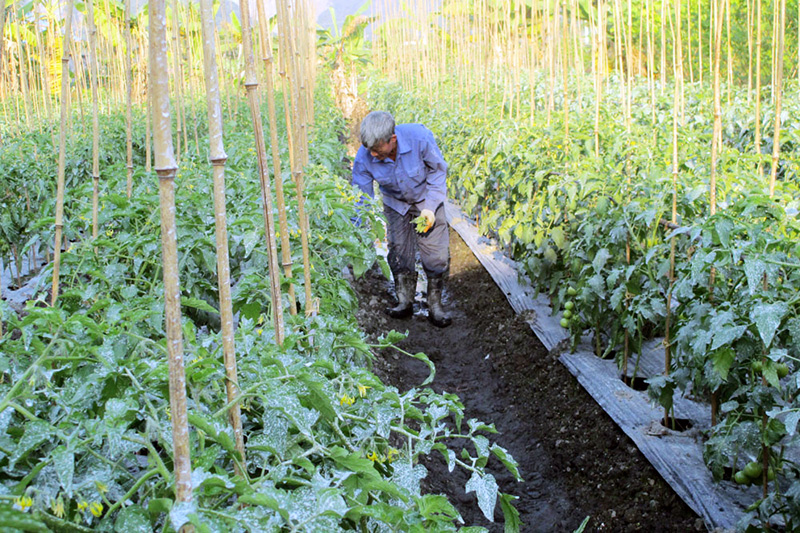 Ông Đỗ Hồng Đức, thành viên của HTX Nông nghiệp Hồng Hải (phường Hà Phong, TP Hạ Long) rất cần vốn để mở rộng mô hình trồng rau an toàn.