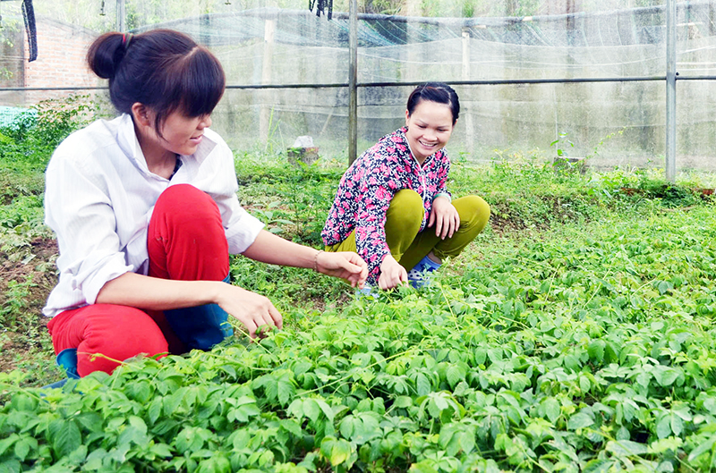 Mô hình trồng cây dược liệu tại thôn Cái Tăn (xã Cộng Hoà, TP Cẩm Phả) bước đầu phát huy hiệu quả.