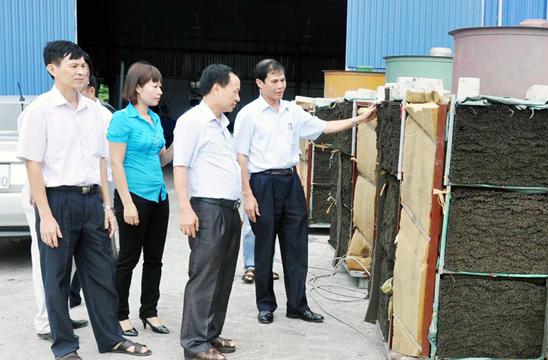 Lãnh đạo Liên minh HTX-DNNQD tỉnh Quảng Ninh thăm mô hình sản xuất hương xuất khẩu tại HTX Sản xuất và Dịch vụ công nghiệp Phú Hải (TX Đông Triều).