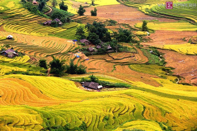 Mường Hum, Sàng Ma Sáo (Lào Cai)  Sàng Ma Sáo là xã vùng cao thuộc huyện Bát Xát, tỉnh Lào Cai, nằm cách Mường Hum chừng 20 km. Vào mùa lúa chín, Sàng Ma Sáo hiện lên đầy quyến rũ với thung lũng ruộng bậc thang xếp thành tầng, bao bọc những nếp nhà người Mông, Dao rải rác trong thung lũng.  Thời điểm đẹp nhất để đến thăm Sàng Ma Sáo là khoảng đầu tháng 9, năm nay lúa sẽ chín rộ vào khoảng 5/9. Từ Sa Pa, quãng đường đến nơi đây dài 70 km, từ đèo Ô Quy Hồ đi theo cung đường Bản Khoang vượt thung lũng Tả Giàng Phình đến cổng trời Mường Hum. Ảnh: Nam Chấy.
