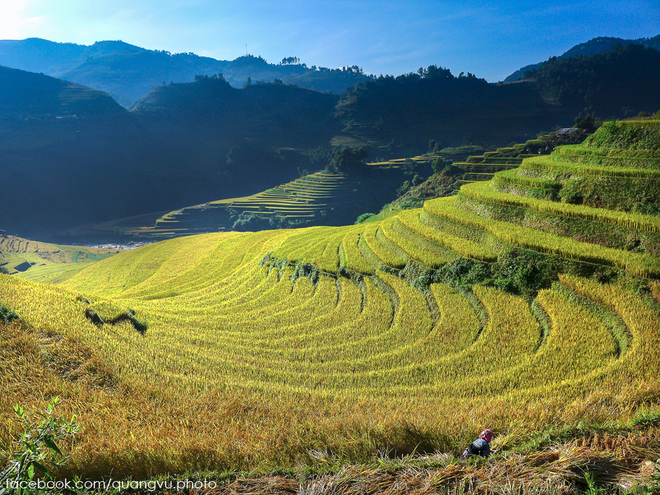  La Pán Tẩn, Mù Cang Chải (Yên Bái)  Mù Cang Chải cũng là điểm săn lúa làm say lòng dân xê dịch. Nơi đây có cảnh tượng ngút ngàn của các thung lúa vào mùa vàng mới, đặc biệt là ở La Pán Tẩn, Chế Cu Nha và Dế Xu Phình - 3 xã được Bộ Văn hóa Thể thao và Du lịch xếp hạng danh thắng di tích cấp quốc gia. Lúa ở Mù Cang Chải chín muộn hơn ở Lào Cai, khoảng 15/9, từ khoảng 20/9 bà con sẽ gặt. Ảnh: Quang Vũ.