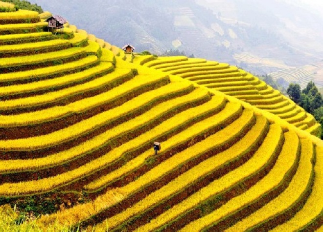  Tú Lệ (Yên Bái)  Tú Lệ là xã sát sườn đèo Khau Phạ, trực thuộc huyện Văn Chấn của tỉnh Yên Bái. Từ trên đèo, hay những đoạn dốc cao nhìn xuống thị trấn Tú Lệ, từng mái nhà lợp gỗ nằm san sát, đan xen giữa núi rừng, ruộng bậc thang uốn lượn men theo dòng suối trong vắt ngang. Hiện nay lúa ở Tú Lệ vẫn còn xanh, dự kiến từ khoảng 25/9 trở đi mới chín vàng. Mùa vàng ở Tú Lệ, Lìm Mông đẹp nhất là cuối tháng 9, đầu tháng 10. Ảnh: Trần Viết Được.
