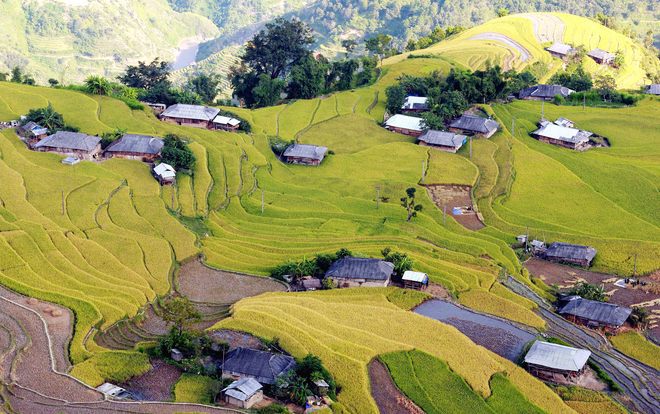  Hoàng Su Phì (Hà Giang)  Ruộng bậc thang Hoàng Su Phì được xem là nơi kết thúc trọn vòng cung ngắm lúa vùng cao miền Bắc. Hệ thống ruộng bậc thang gồm các điểm: xã Bản Luốc và xã Sán Sả Hồ của người Dao áo dài và người Nùng; xã Bản Phùng của người La Chí; xã Hồ Thầu, Nậm Ty, Thông Nguyên của người Dao đỏ. Đường lên Hoàng Su Phì chia theo hai ngả, từ đường quốc lộ 2 qua Tuyên Quang đến Hà Giang đi xuyên vào, hay từ phía đường Bắc Hà (Lào Cai) qua Xín Mần tới. Lúa Hoàng Su Phì thường chín muộn, sau ngày 10/10 là đẹp nhất. Ảnh: Xuân Hỷ.