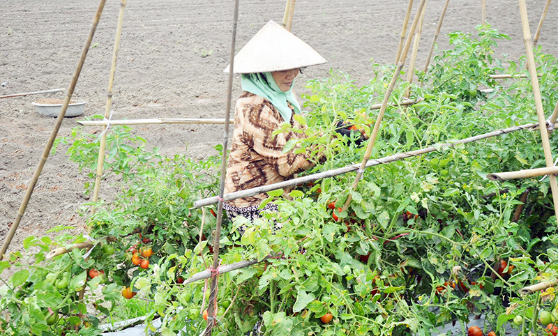 Hội viên nông dân thu hoạch hoa màu tại HTX Dịch vụ nông nghiệp chất lượng cao Hoa Phong (Đông Triều).