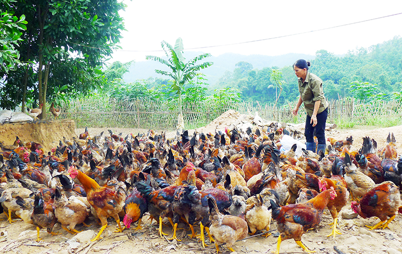 Sơn La Mô hình trang trại nông nghiệp kết hợp điện áp mái bước đầu đem lại  hiệu quả