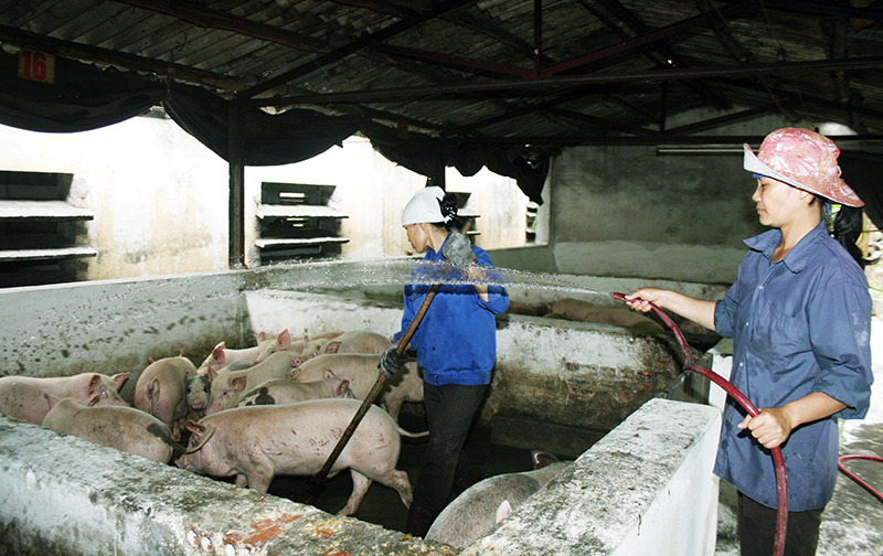 Khu chăn nuôi lợn ở mỏ Vàng Danh.jpg