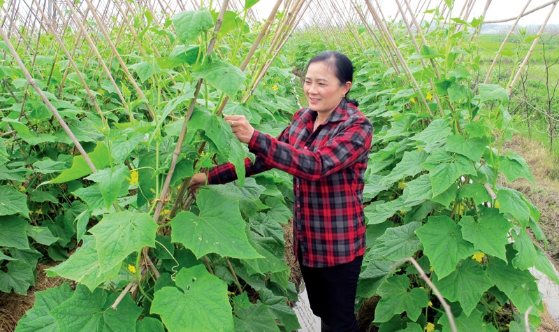 Dưa leo là một trong những giống cây cho năng suất, hiệu quả kinh tế cao tại Kim Sơn, xã NTM đầu tiên của Đông Triều, nay đã lên phường. Ảnh: PHAN HẰNG