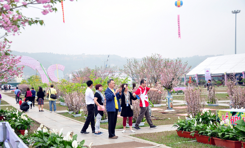 Lễ hội Hoa anh đào được tổ chức hàng năm tại TP Hạ Long lấy cảm hứng từ sự hợp tác sâu  rộng giữa Quảng Ninh và Nhật Bản trên nhiều phương diện. 