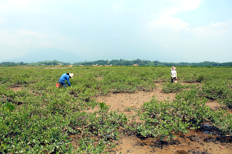 Diện tích rừng ngập mặn phát triển tốt sẽ mang lại nguồn lợi thuỷ sản không nhỏ cho người dân huyện Hải Hà.