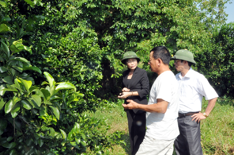 Đồng chí Phó Bí thư Thường trực Tỉnh ủy thăm trang trại trồng trọt, chăn nuôi của gia đình ông