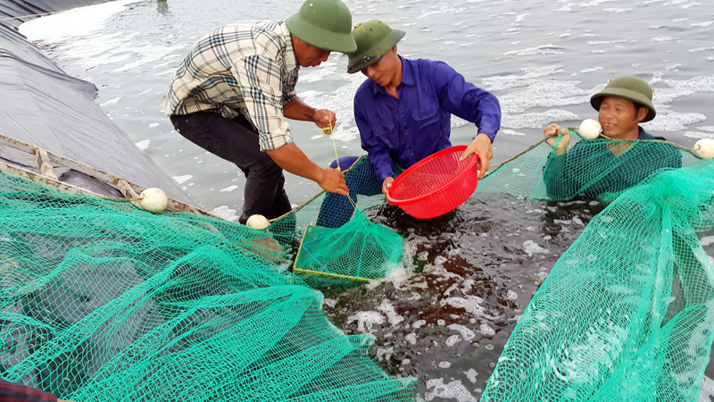 Cơ sở nuôi tôm của gia đình ông Bùi Ngọc Liêm (khu 9, phường Hải Hoà, TP Móng Cái) vụ nuôi vừa qua cho sản lượng tôm hơn 40 tấn, doanh thu hơn 3,5 tỷ đồng.