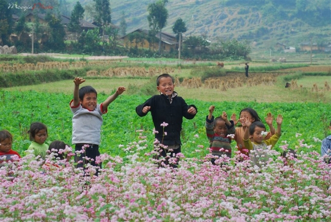 Cuối thu những bông hoa Tam giác mạch nở rộ khắp vùng núi Hà Giang.