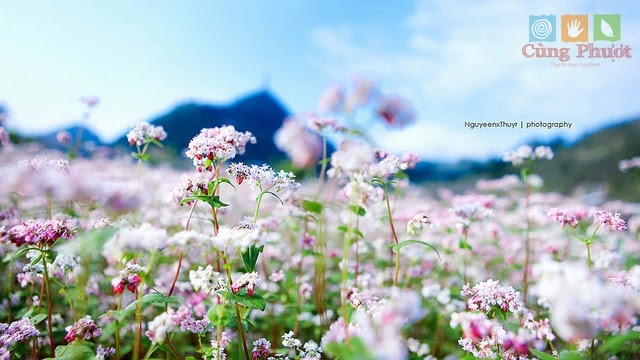 Những bông hoa Tam giác mạch nở rộ, rực rỡ sắc màu như đang chào đón những bước chân của du khách đến với Hà Giang.