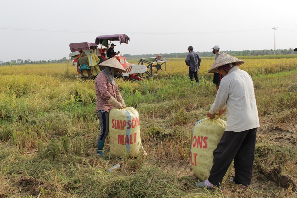 Các địa phương khẩn trương thu hoạch lúa mùa trước khi bão số 7 đổ bộ