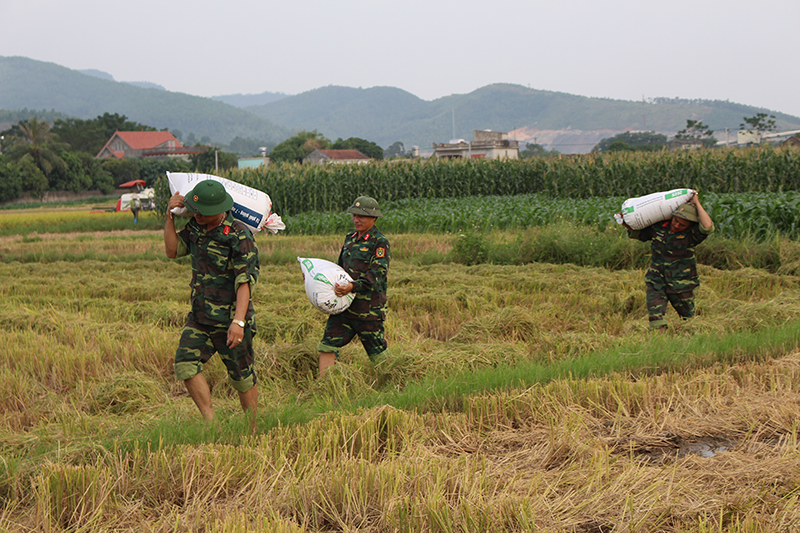 TX Đông Triều tập trung huy động nhân lực, máy móc khẩn trương xuống đồng thu hoạch diện tích lúa mùa đã chín